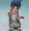 chat rappeur