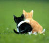2 chaton